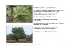 Bäume-Lesetext-9.pdf